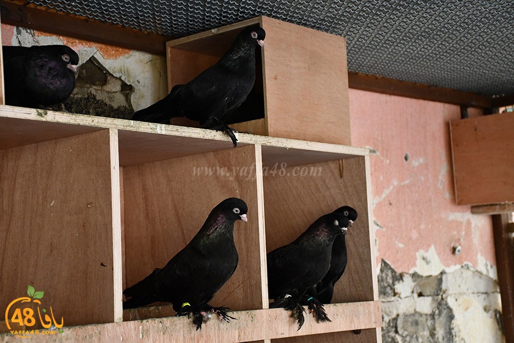 zohdi 3ashoor (92).jpeg